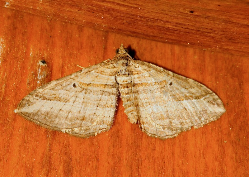 Costaconvexa polygrammata (Geometridae)